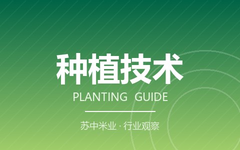 再生稻蓄留面积扩大 头季丰收再蓄新苗
